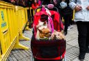 Mascotas en la celebración de San Antón